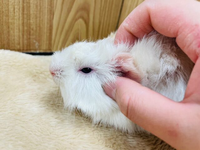 アビシニアンモルモット