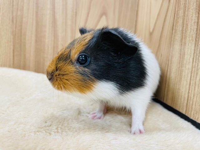 イングリッシュモルモット