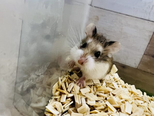 ロボロフスキーハムスター