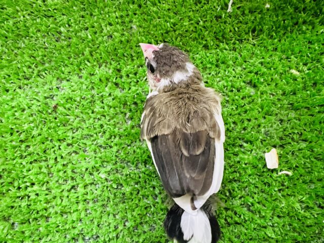 十姉妹（ジュウシマツ）