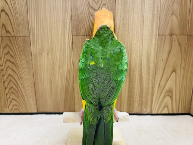 シロハラインコ