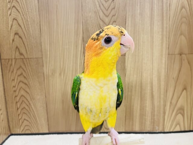 シロハラインコ
