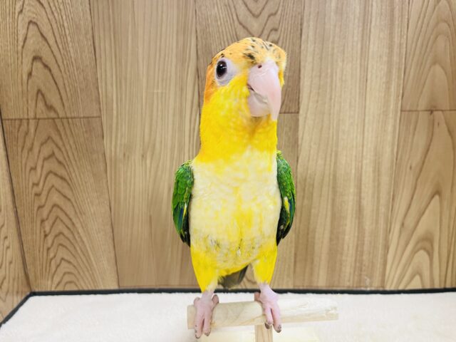 シロハラインコ