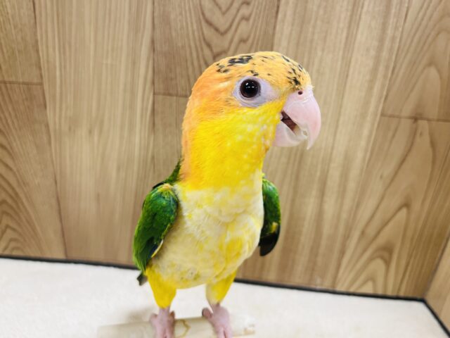 シロハラインコ