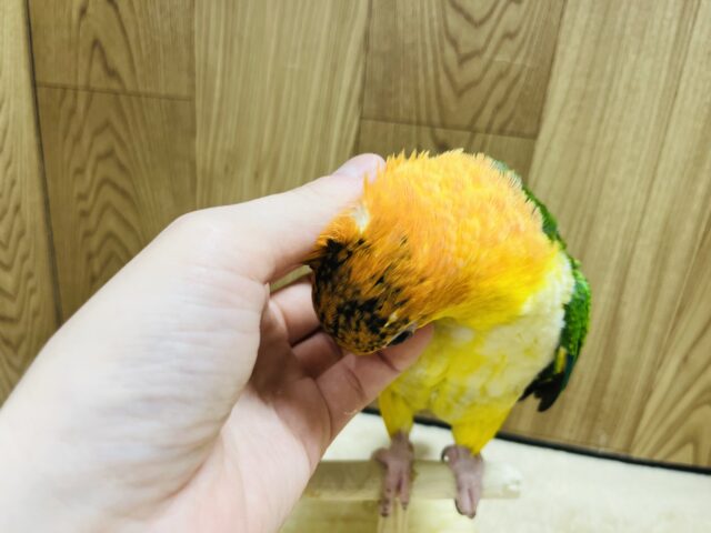 シロハラインコ