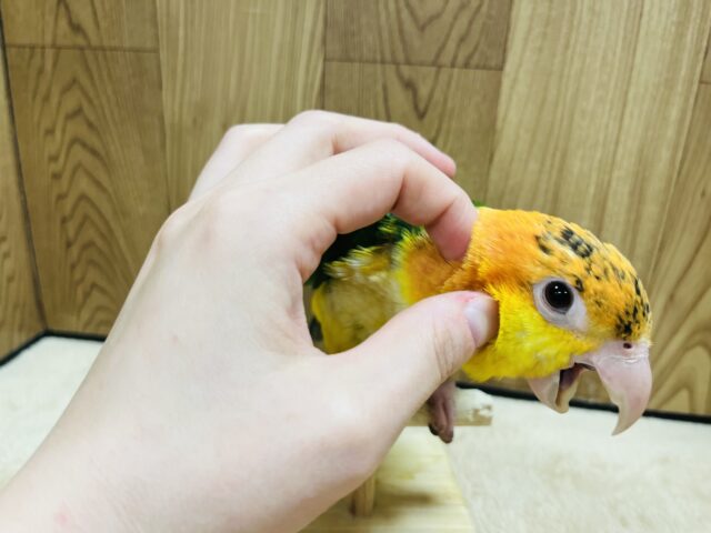 シロハラインコ