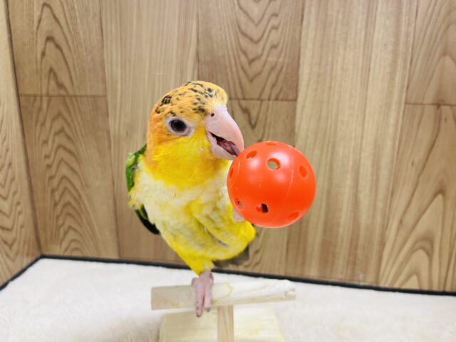 シロハラインコ