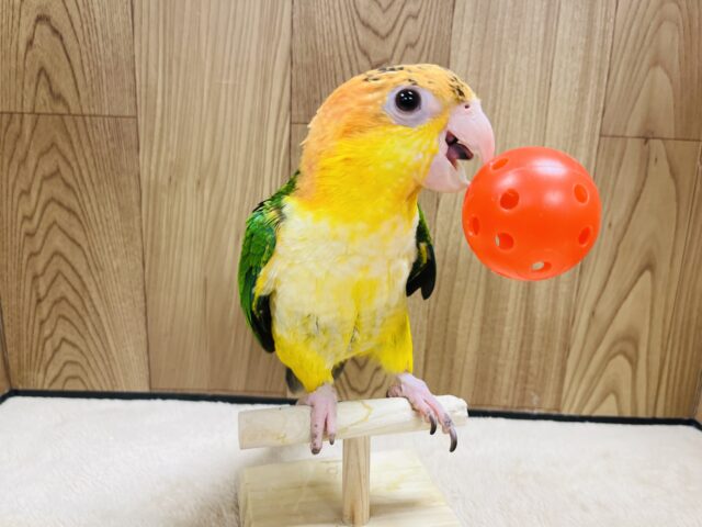 シロハラインコ