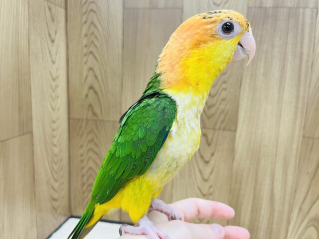 シロハラインコ