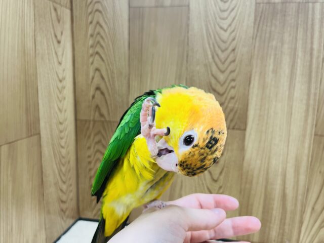 シロハラインコ