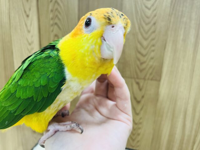 シロハラインコ