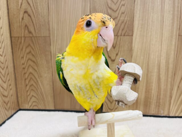 シロハラインコ