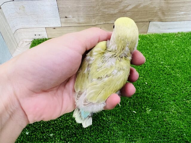 コザクラインコ（小桜インコ）