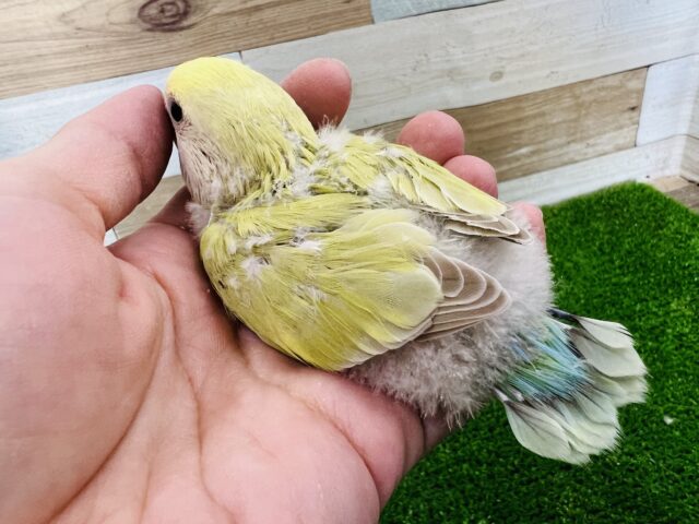 コザクラインコ（小桜インコ）