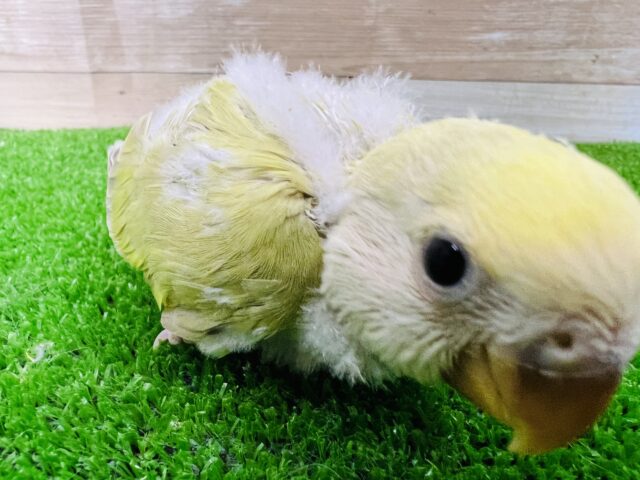 コザクラインコ（小桜インコ）