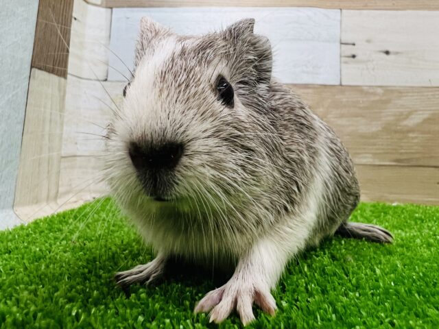 イングリッシュモルモット