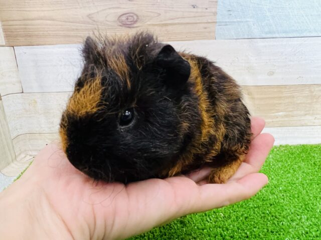 テッセルモルモット