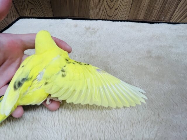セキセイインコ