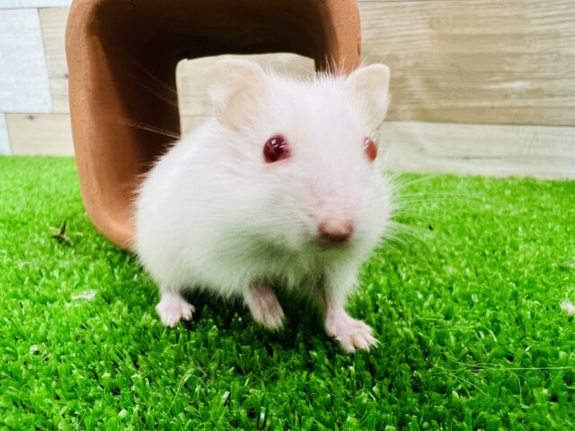 ジャンガリアン