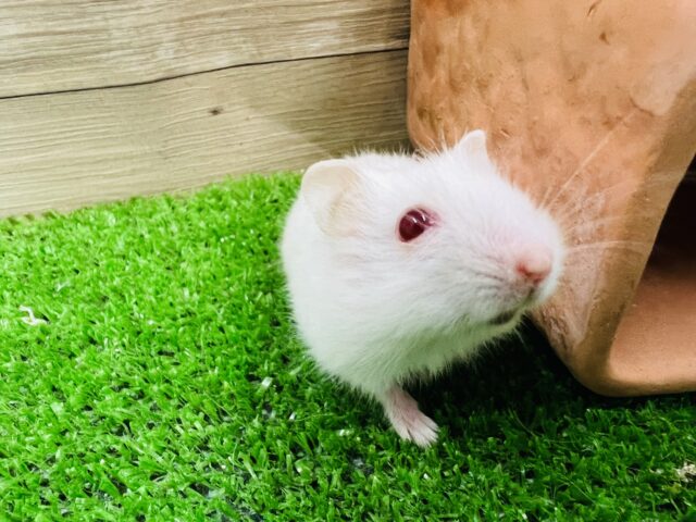 ジャンガリアン