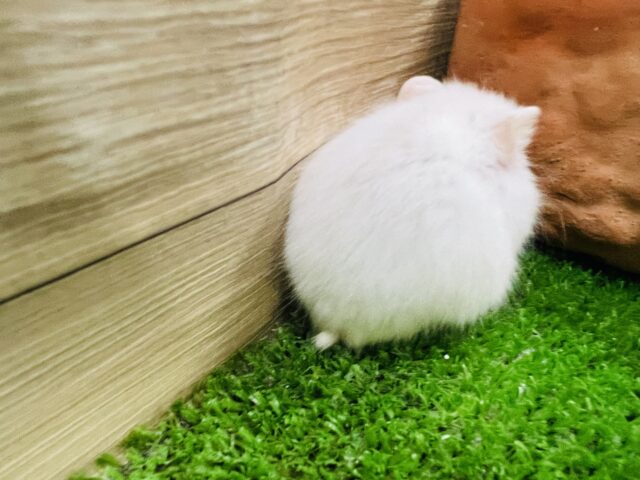 ジャンガリアン