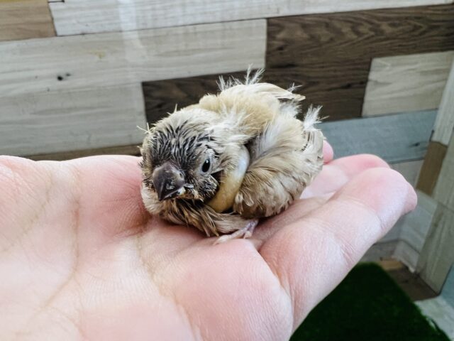 錦花鳥（キンカチョウ）