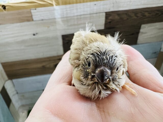 錦花鳥（キンカチョウ）