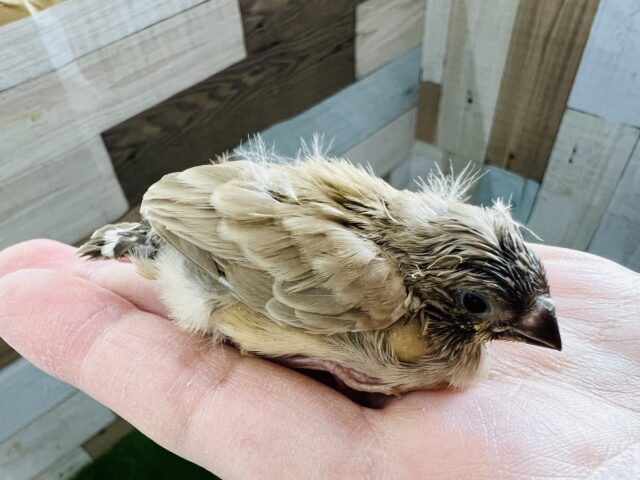 錦花鳥（キンカチョウ）