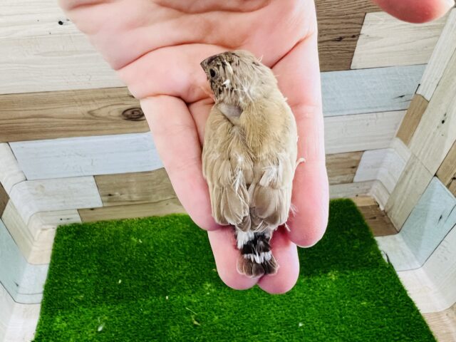 錦花鳥（キンカチョウ）