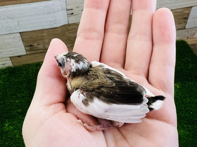 十姉妹（ジュウシマツ）