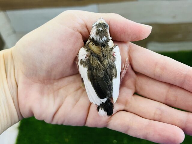 十姉妹（ジュウシマツ）