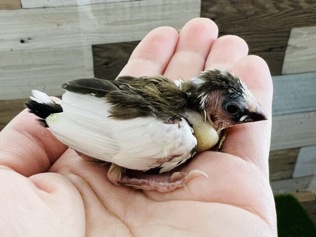 十姉妹（ジュウシマツ）