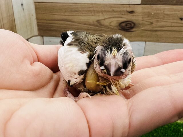 十姉妹（ジュウシマツ）