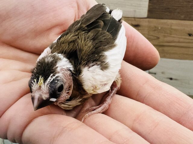 十姉妹（ジュウシマツ）