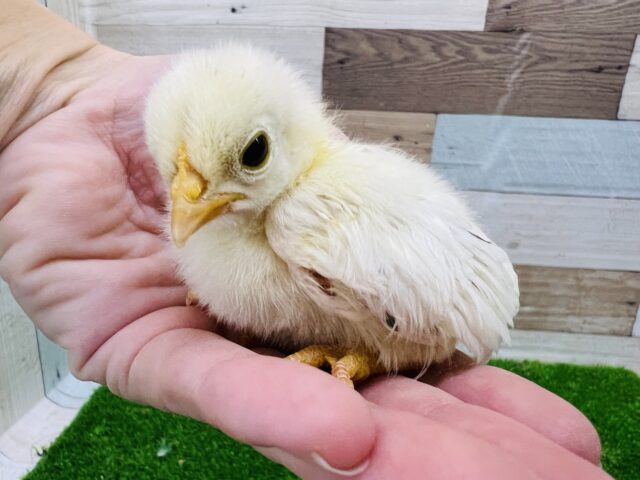 桂チャボ（カツラチャボ）