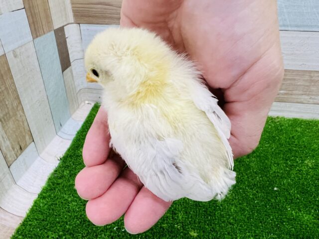 桂チャボ（カツラチャボ）