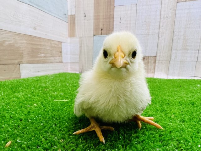 桂チャボ（カツラチャボ）