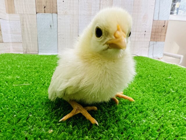 桂チャボ（カツラチャボ）