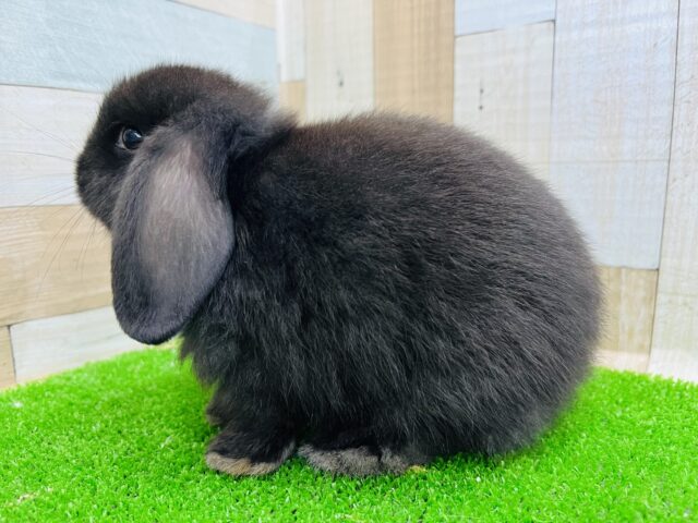 ロップイヤーラビット