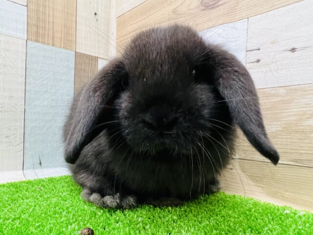 ロップイヤーラビット