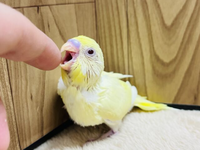セキセイインコ
