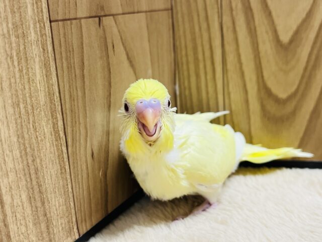 セキセイインコ