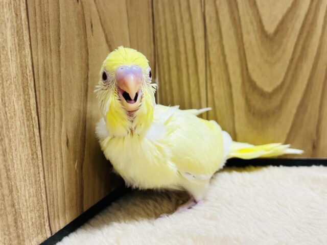 セキセイインコ