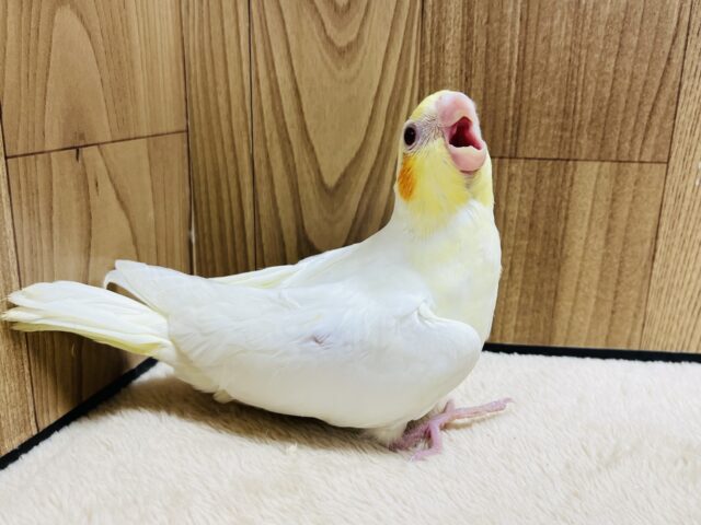 オカメインコ