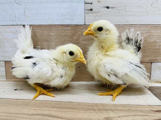 桂チャボ（カツラチャボ）