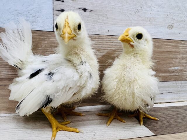 桂チャボ（カツラチャボ）