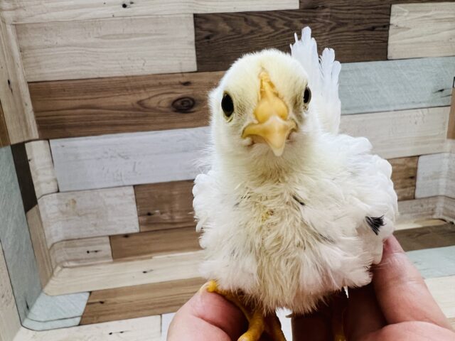 桂チャボ（カツラチャボ）