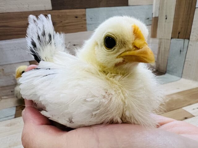 桂チャボ（カツラチャボ）