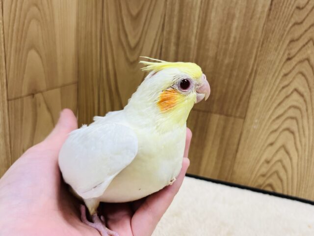 オカメインコ