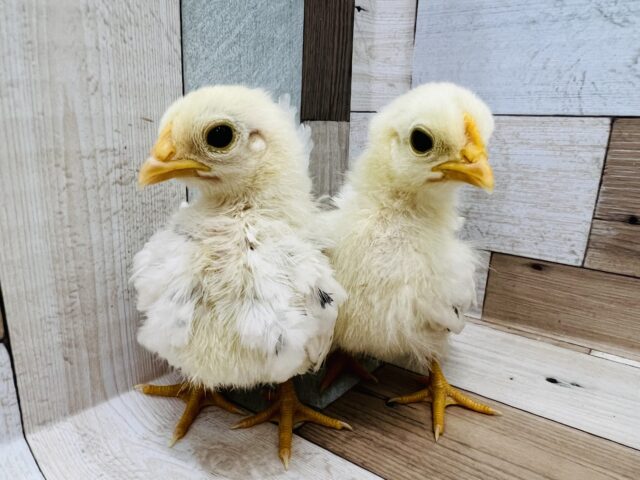 桂チャボ（カツラチャボ）